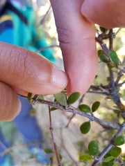 Coprosma crassifolia