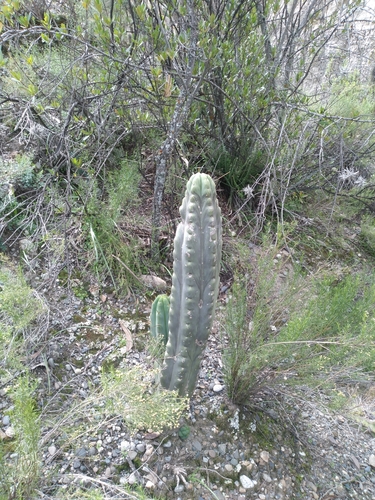Echinopsis lageniformis