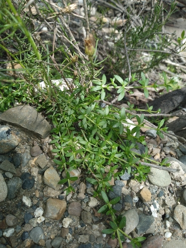 Galium corymbosum, photograph 3