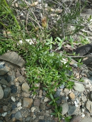 author not stated, no rights reserved Galium corymbosum, photograph author not stated, no rights reserved