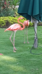 Phoenicopterus ruber