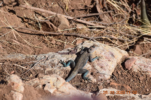 Blue-bellied Ridgeback agama