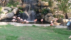 Phoenicopterus ruber