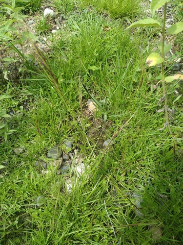 Image of Nassella Arcuata (Nassella arcuata) by no rights reserved