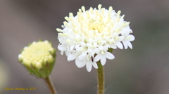 Chaenactis stevioides