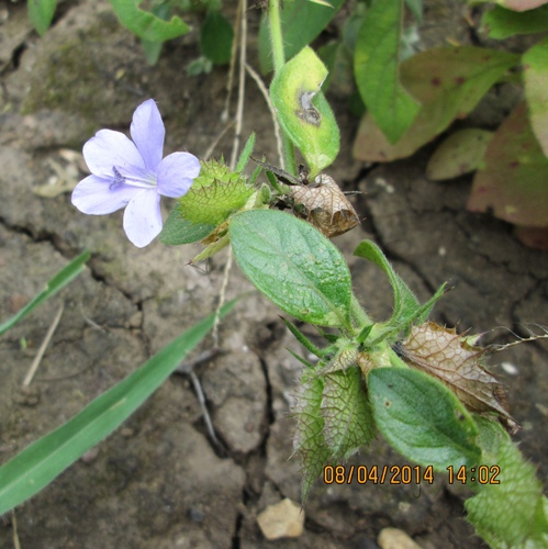Barleria spinulosa