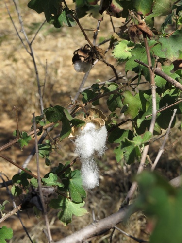 Wild Cotton