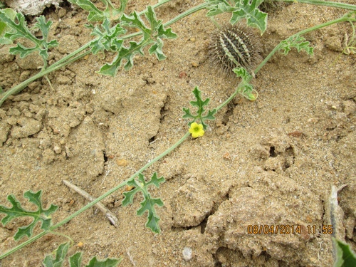 South African Spiny Cucumber
