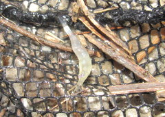 Palaemon kadiakensis