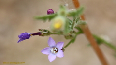 Gilia stellata