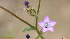 Gilia stellata