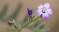 Gilia stellata