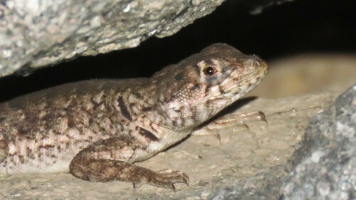Etheridge's Lava Lizard