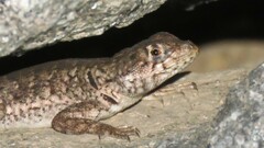 Etheridge's Lava Lizard photo 4