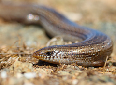 Bedriaga's Skink photo 2