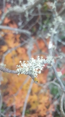 Ramalina glaucescens