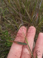 Dichanthelium leucothrix