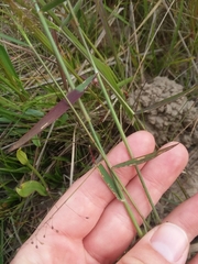 Dichanthelium leucothrix