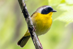 Common Yellowthroat photo 1