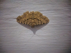 Polydesma boarmoides