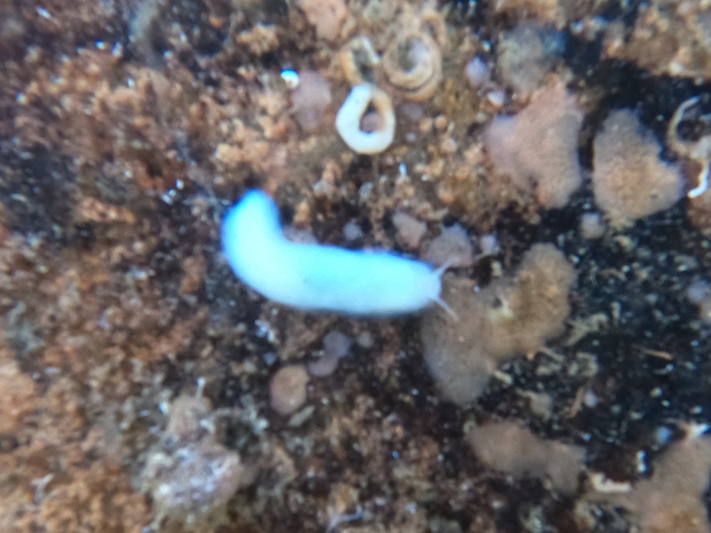 Titiscania limacina