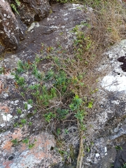 Veronica strictissima