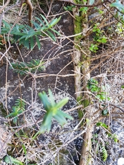 Veronica strictissima