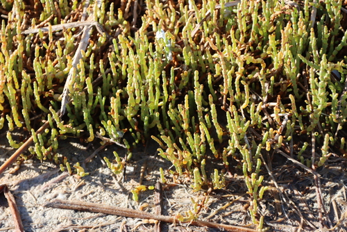 Image of Salicornia tegetaria by (c) Tony Rebelo, some rights reserved (CC BY-SA)