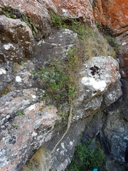 Veronica strictissima