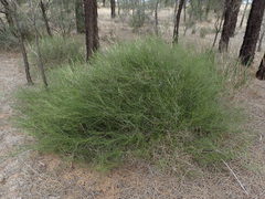 Daviesia brevifolia
