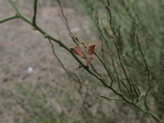 Daviesia brevifolia