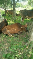 Bos