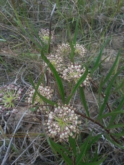 Asclepias longifolia