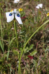 Moraea aristata