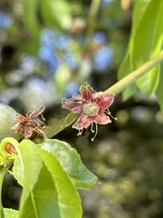 Prunus dulcis