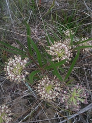 Asclepias longifolia
