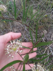 Asclepias longifolia