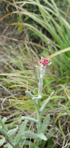 Image of Helichrysum sanguineum by (c) Mitch Van Dyke, some rights reserved (CC BY)