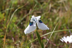 Moraea aristata