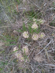 Asclepias longifolia