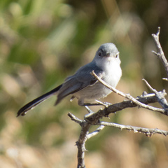 Black-Tailed Gnatcatcher photo 2