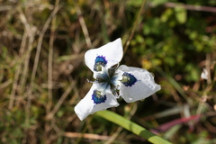 Moraea aristata