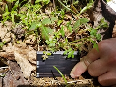 Nemophila parviflora