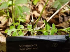 Nemophila parviflora