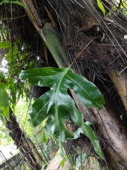 Microsorum scolopendria