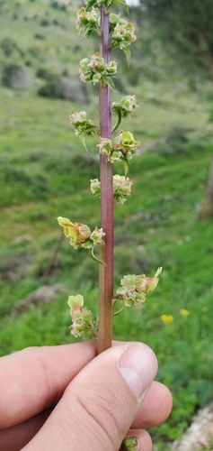 Image of Scrophularia rubricaulis by (c) Mitch Van Dyke, some rights reserved (CC BY)
