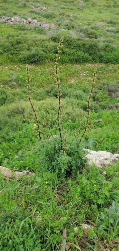 Image of Scrophularia rubricaulis by (c) Mitch Van Dyke, some rights reserved (CC BY)