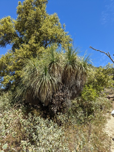 Nolina beldingii
