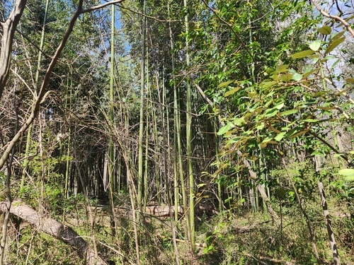 Image of Phyllostachys reticulata by (c) Kaden Slone, some rights reserved (CC BY)
