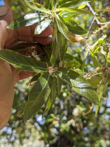 Quercus devia (Quercus devia)